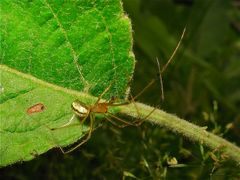 Kleine Spinne, die ihren Schlupfwinkel in einem zusammengesponnenen Apfelblatt hat.