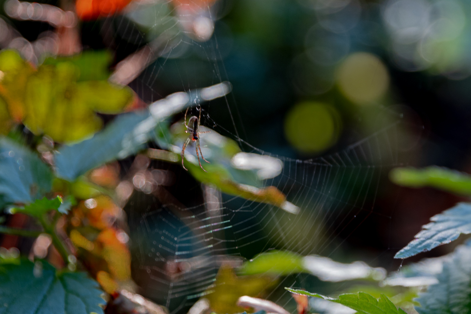 Kleine Spinne etwas bunt