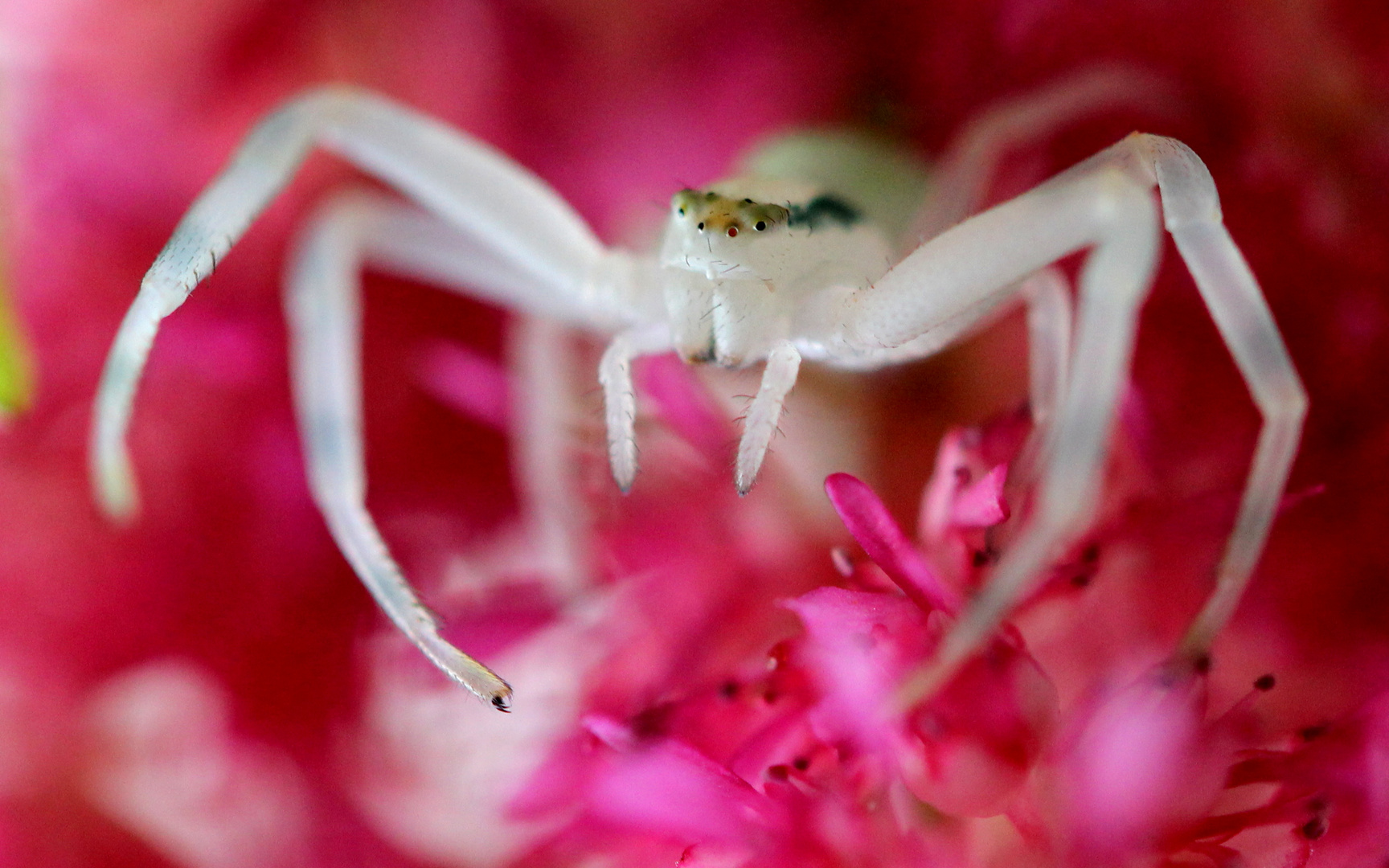 Kleine Spinne ganz groß