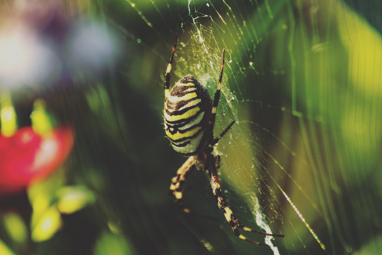 Kleine Spinne ganz groß