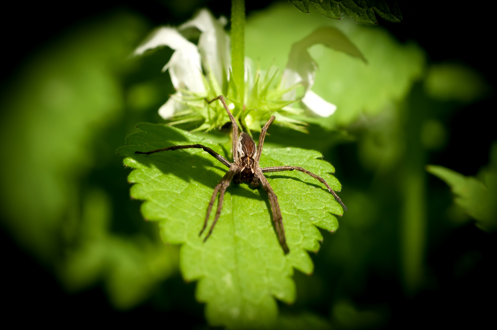 kleine Spinne ganz groß