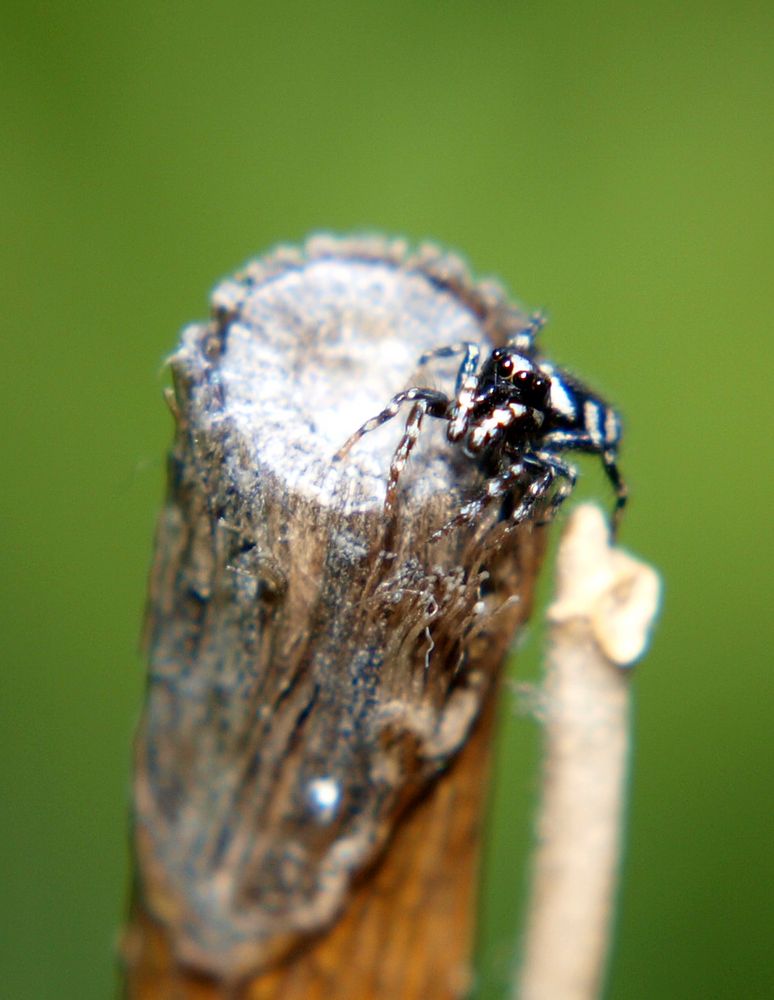 ***Kleine Spinne ganz groß ***