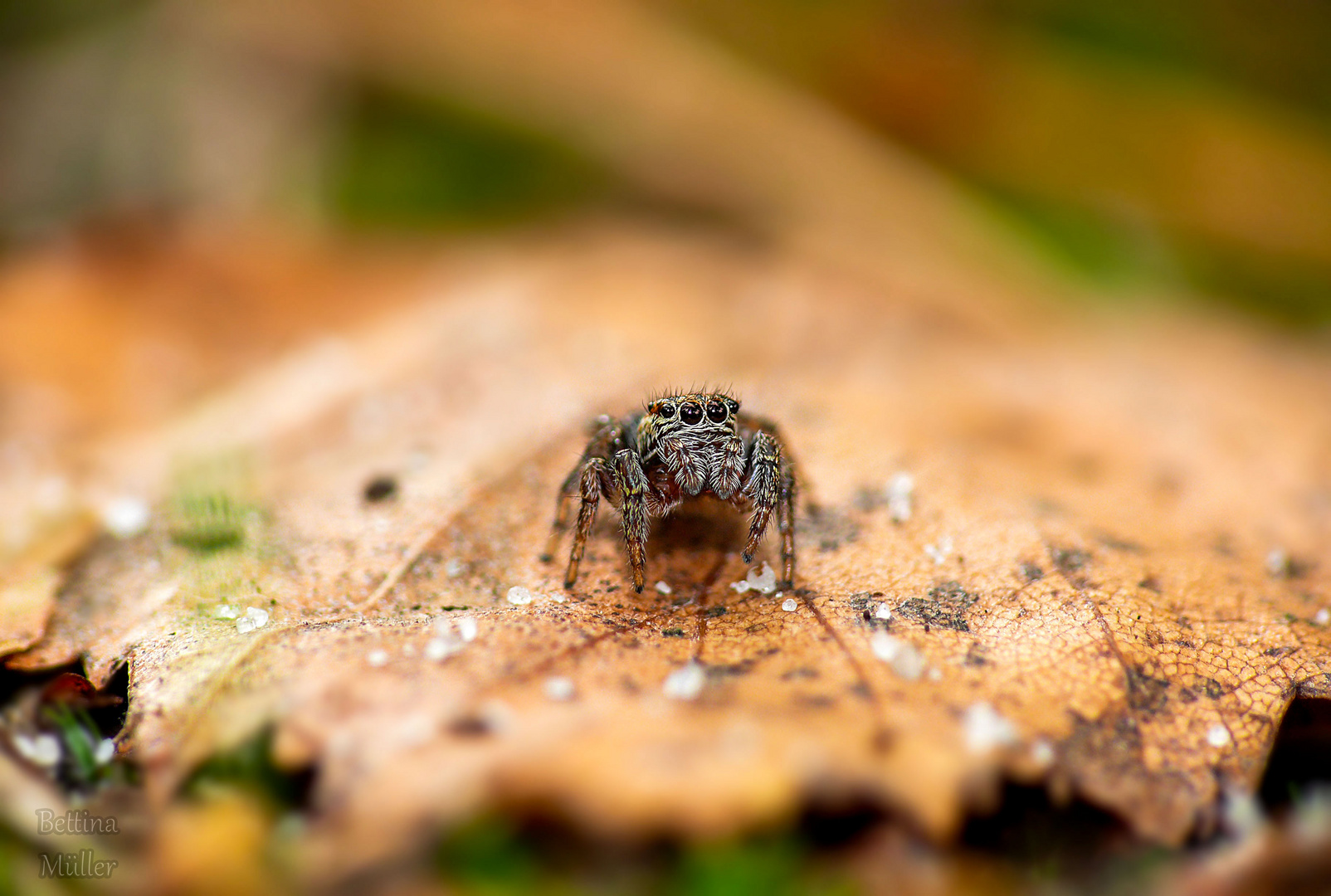 Kleine Spinne ganz groß