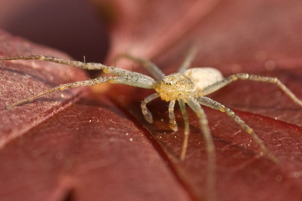 Kleine Spinne ganz groß