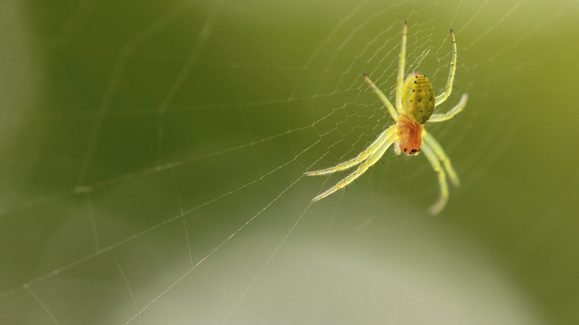 Kleine Spinne ganz Gross