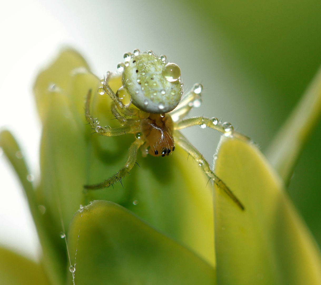 Kleine Spinne ganz groß...