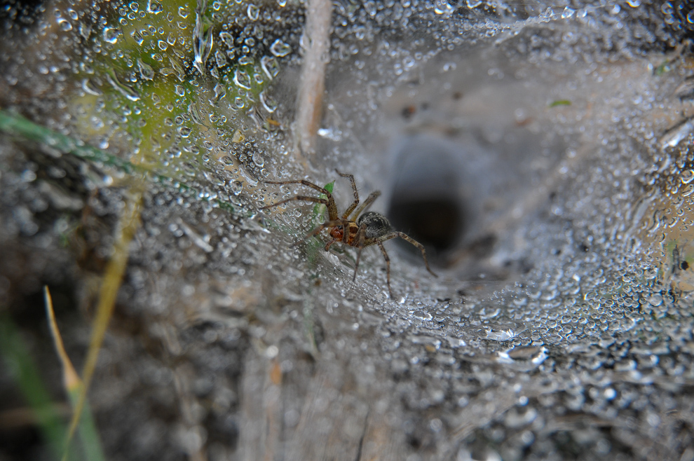 Kleine Spinne - ganz Groß