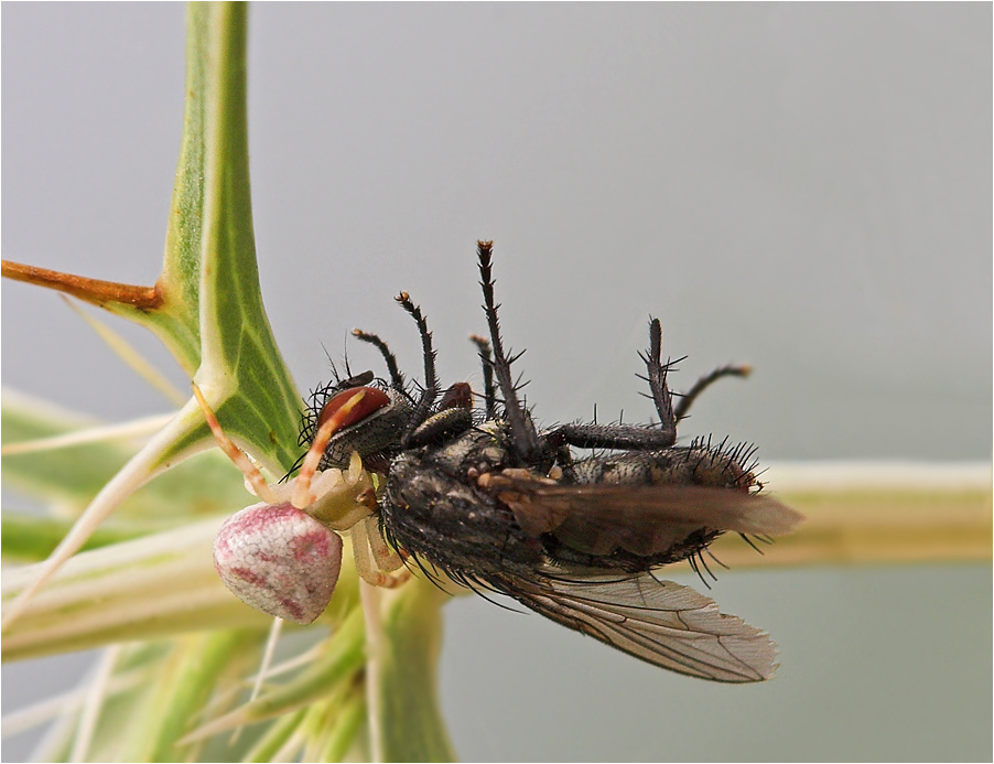 Kleine Spinne - große Beute