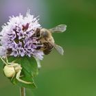 Kleine Spinne------Große Biene.