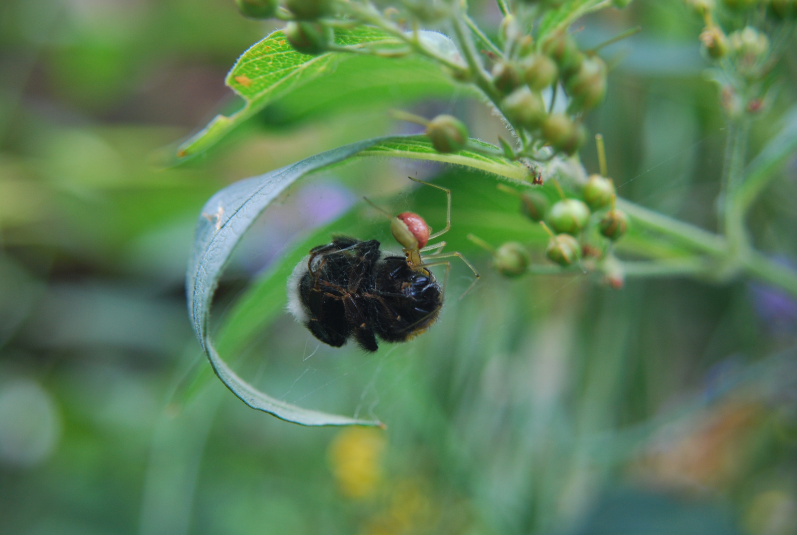 Kleine Spinne - große Hummel