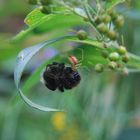 Kleine Spinne - große Hummel