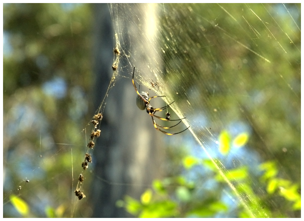 Kleine Spinne, große Spinne