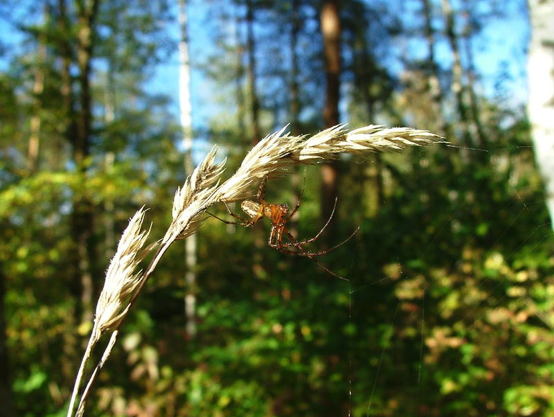 Kleine Spinne im Botanischen Garten Hohenheim