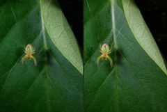 Kleine Spinne im Fliederblatt