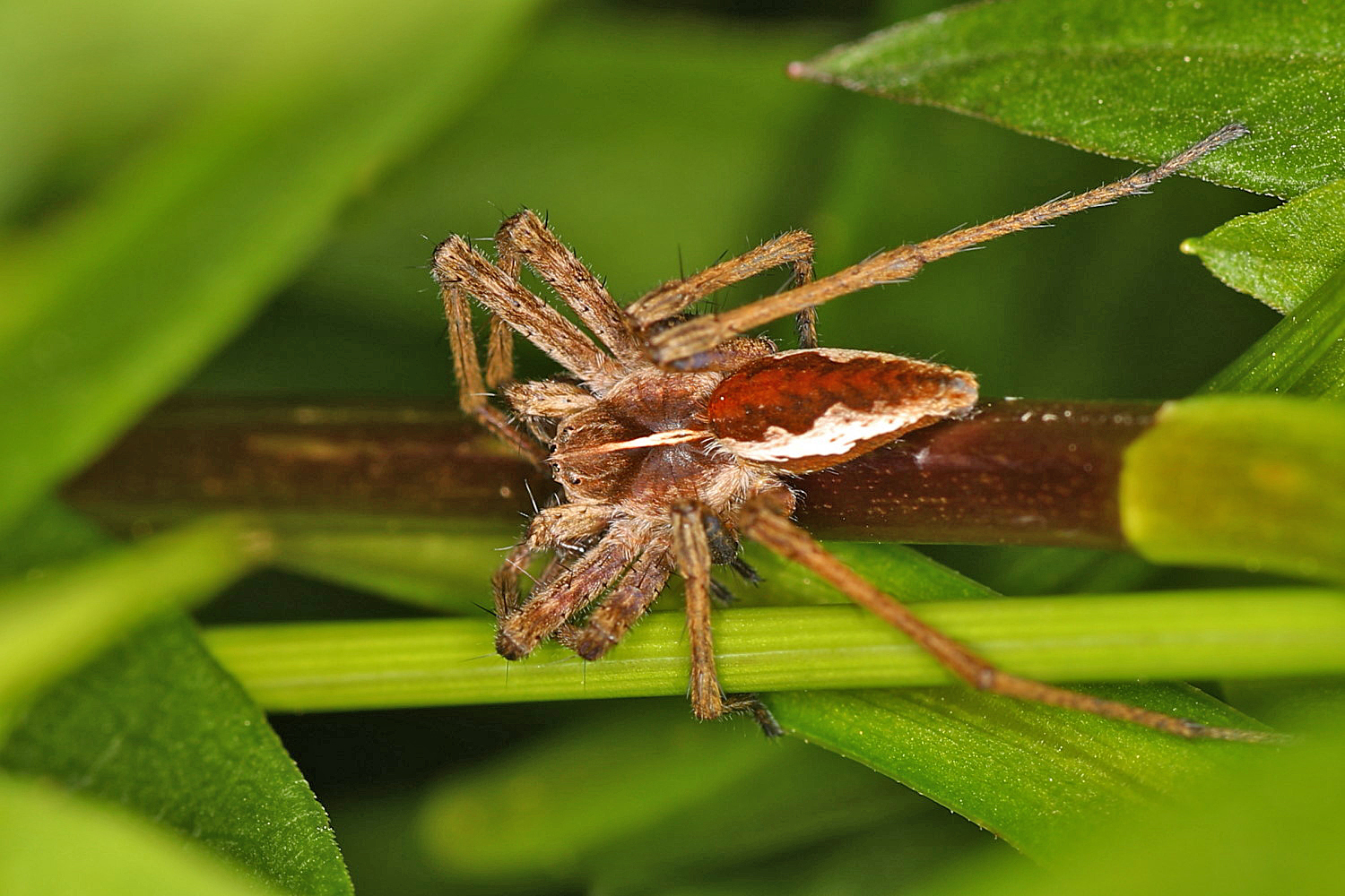 kleine Spinne im Garten