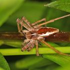 kleine Spinne im Garten