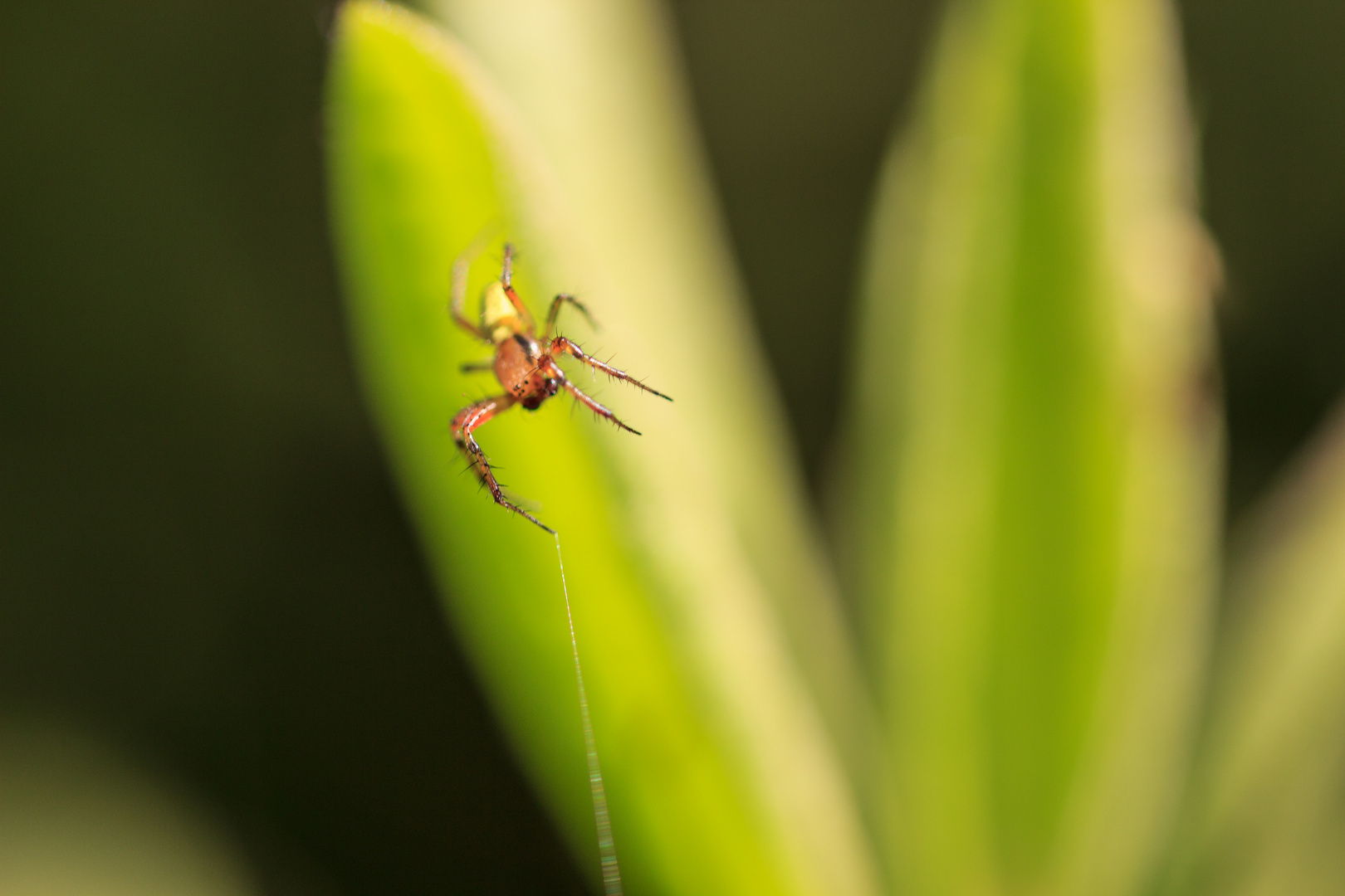 52+ Kleine Weiße Spinne Im Garten, Dieses stülpen sie mit einer