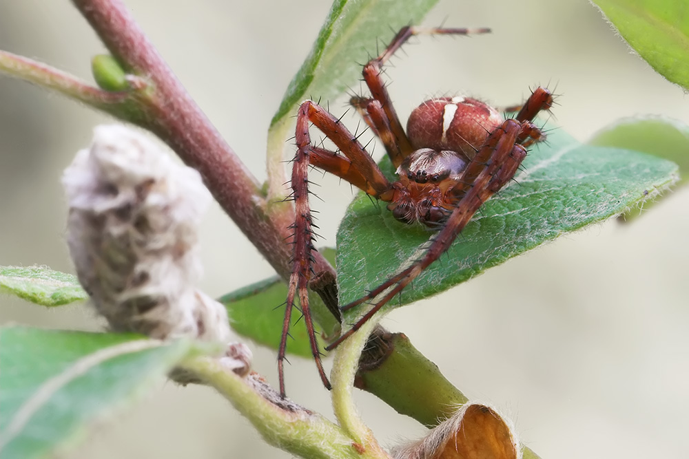 Kleine Spinne im Vorgarten