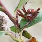 Kleine Spinne im Vorgarten