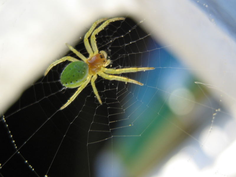 kleine spinne in der großen welt