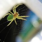 kleine spinne in der großen welt