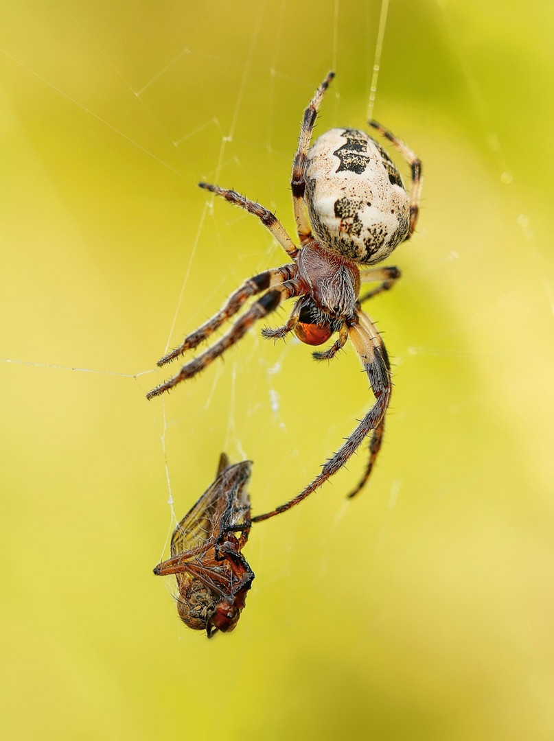 Kleine Spinne mit Beute 