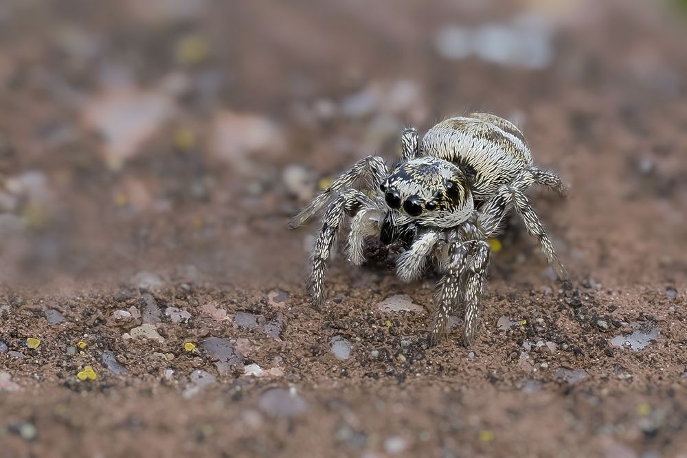 Kleine Spinne mit großen Scheinwerfern