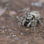 Kleine Spinne mit großen Scheinwerfern