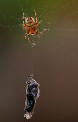 Kleine Spinne mit großer Beute