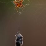 Kleine Spinne mit großer Beute