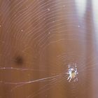 Kleine Spinne mit Netz auf der Loggia!