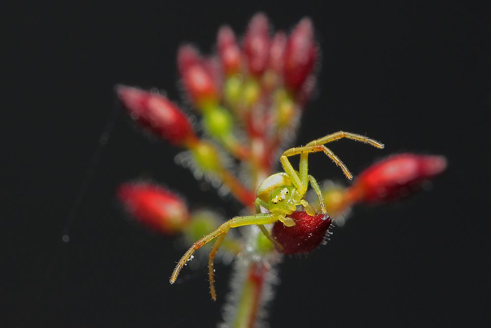 Kleine Spinne vom letzten Jahr hatte sich im Blumenstrauß versteckt.