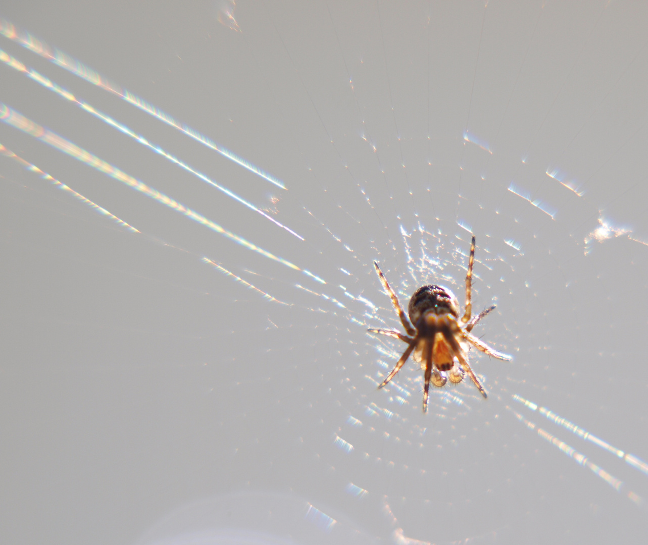 *** Kleine Spinne...ganz groß ***