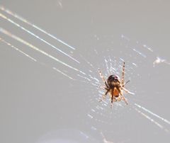 *** Kleine Spinne...ganz groß ***