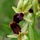 Kleine Spinnen-Ragwurz (Ophrys araneola)