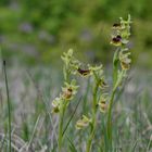 Kleine Spinnen-Ragwurz (Ophrys araneola)