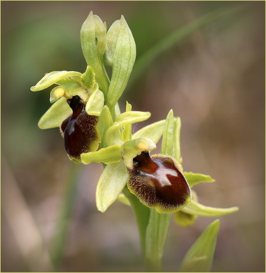 Kleine Spinnen-Ragwurz (Ophrys araneola).