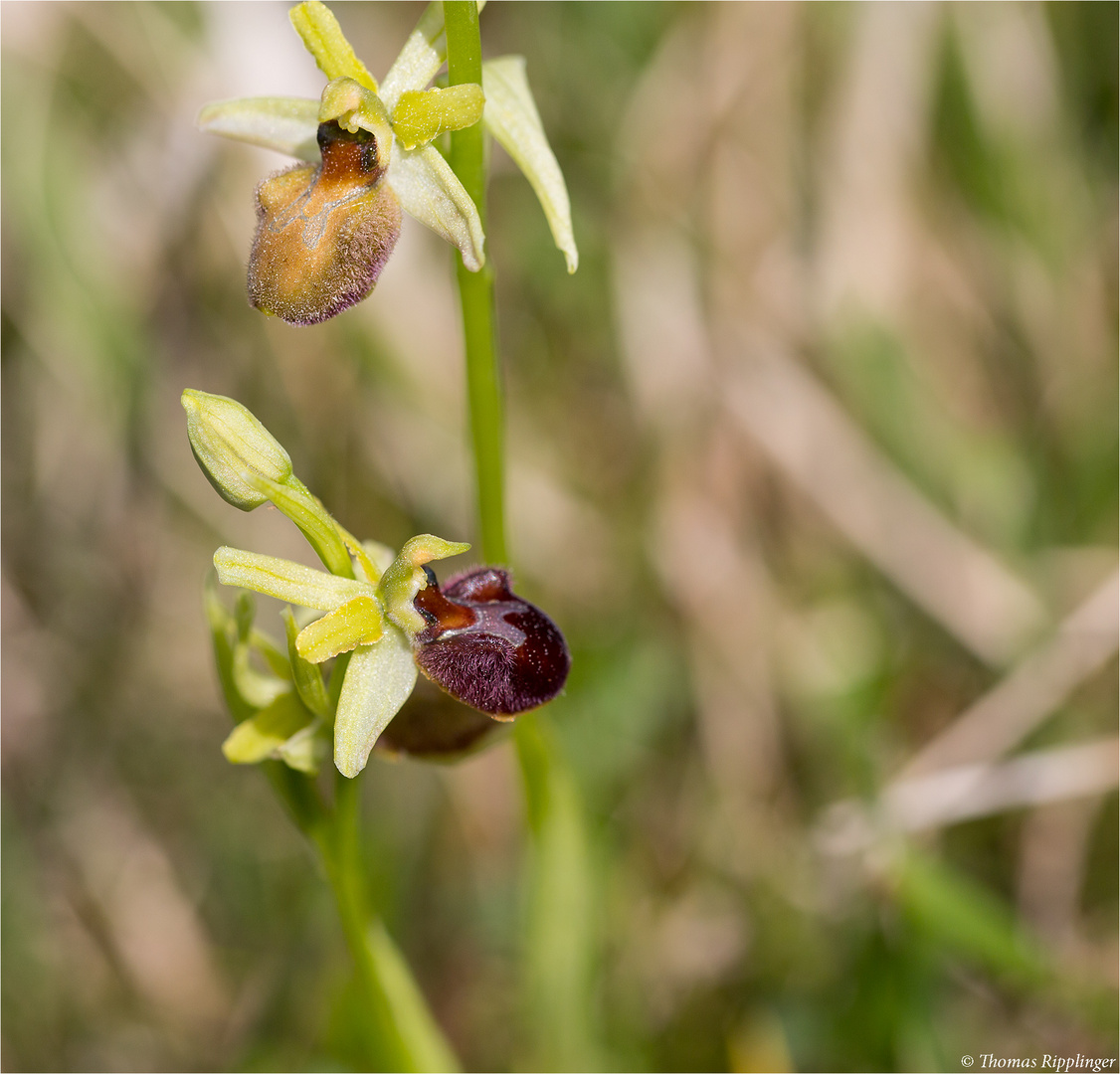 Kleine Spinnen-Ragwurz (Ophrys araneola)