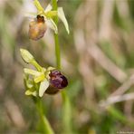 Kleine Spinnen-Ragwurz (Ophrys araneola)