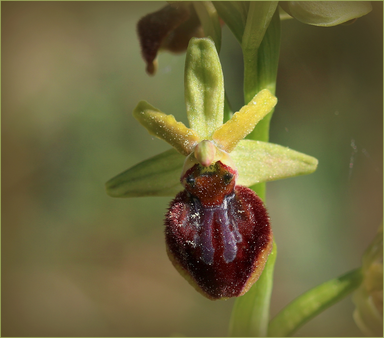 Kleine Spinnen-Ragwurz (Ophrys araneola)...