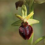 Kleine Spinnen-Ragwurz (Ophrys araneola)...