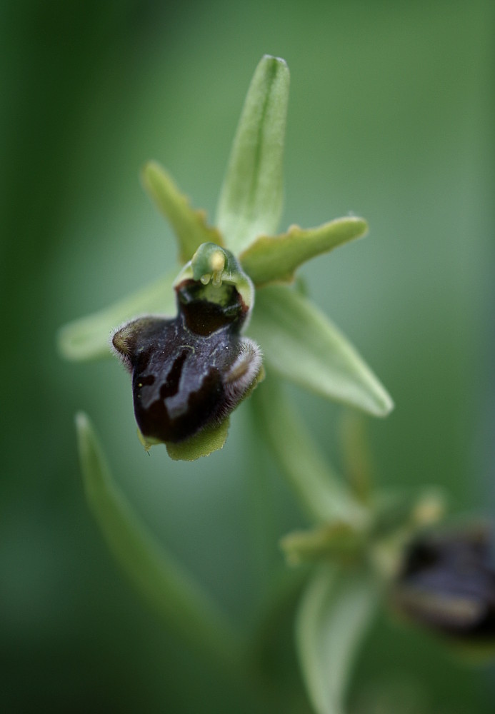 Kleine Spinnen-Ragwurz (Ophrys araneola) II