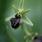 Kleine Spinnen-Ragwurz (Ophrys araneola) II