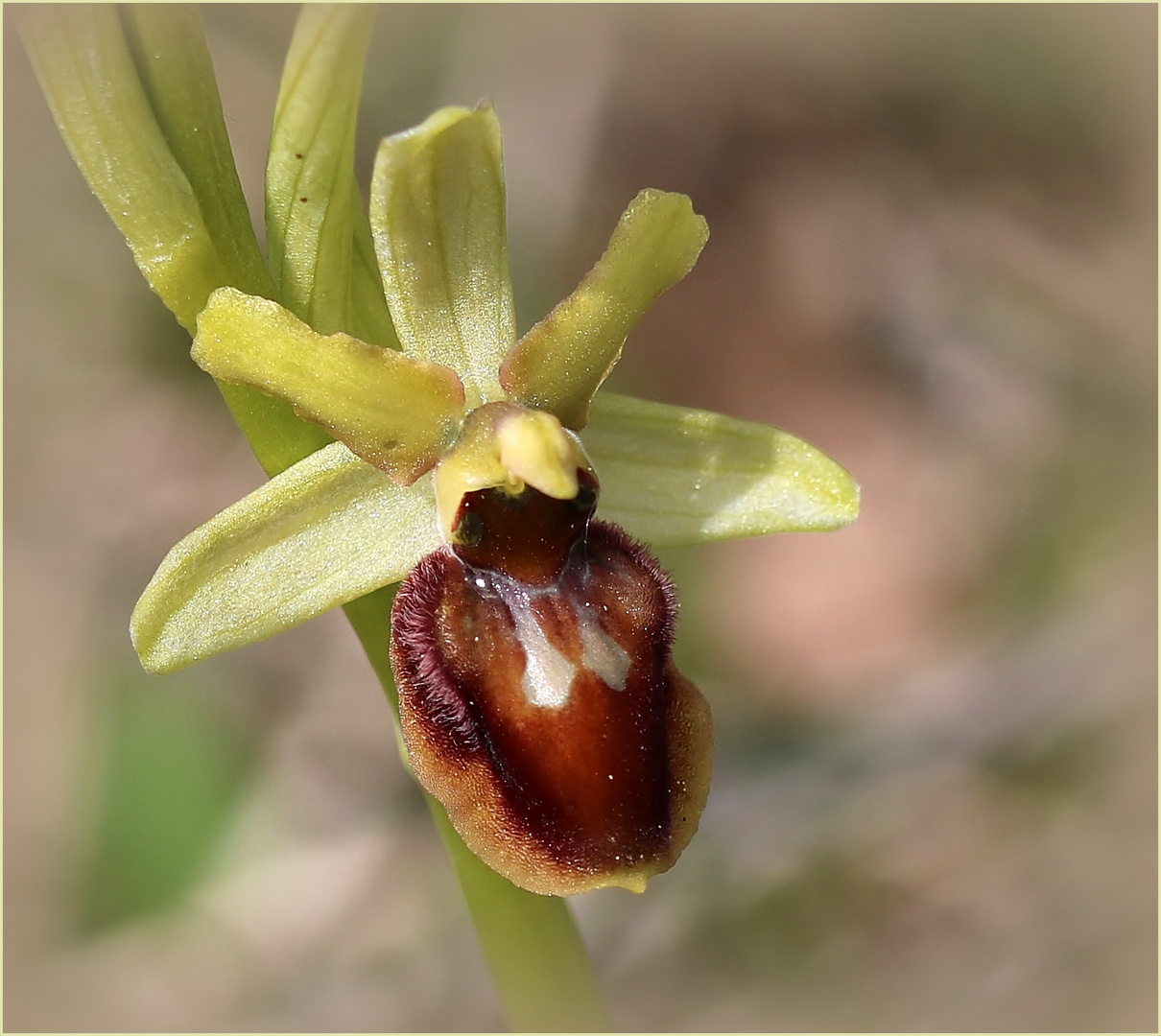 Kleine Spinnen-Ragwurz (Ophrys araneola) - Schätze der Heimat