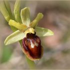 Kleine Spinnen-Ragwurz (Ophrys araneola) - Schätze der Heimat