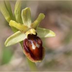 Kleine Spinnen-Ragwurz (Ophrys araneola) - Schätze der Heimat