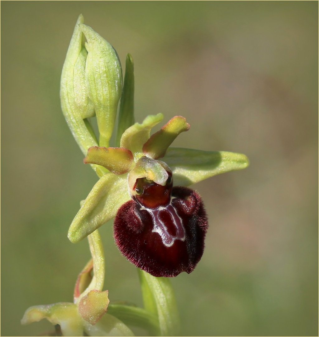 Kleine Spinnen-Ragwurz (Ophrys araneola) - Schätze meiner Heimat.