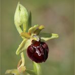 Kleine Spinnen-Ragwurz (Ophrys araneola) - Schätze meiner Heimat.