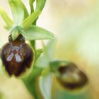 Kleine Spinnen-Ragwurz (Ophrys sphegodes subsp. litigiosa)