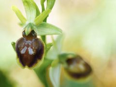 Kleine Spinnen-Ragwurz (Ophrys sphegodes subsp. litigiosa)